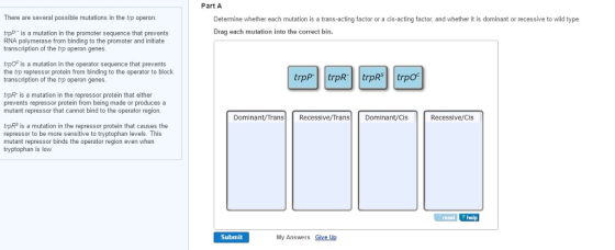 There are several possible mutations in the trp op