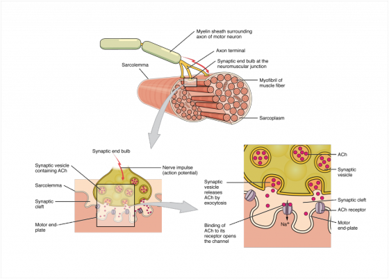 Myelin sheath surrounding axon of motor neuron Axon terminal Sarcolemma Synaptic end bulb at the neuromuscular junction Myofi