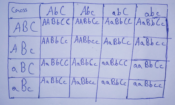 Cross ALC Abc a b c abc AA Bьсс [ААВЬСc | АВЬССАВ.С. LABC ААВЬ Се | AABbcc А ВЬСc Aa Bь с АВ. А ВЬССТАВЬСело ВСС о. В Bb Cc А