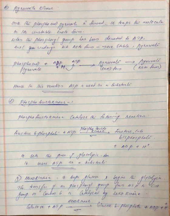 6 Pyruvate kinase Once the phosphe end) pyruvate u fansed. It traps the molecule An Its unstable enole form. When the phospho