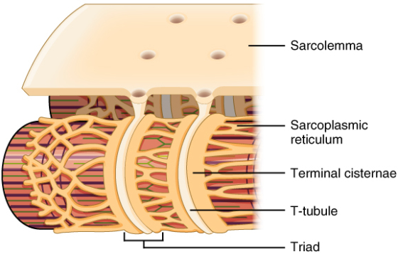 Sarcolemma Sarcoplasmic reticulum Terminal cisternae K802 T-tubule Triad