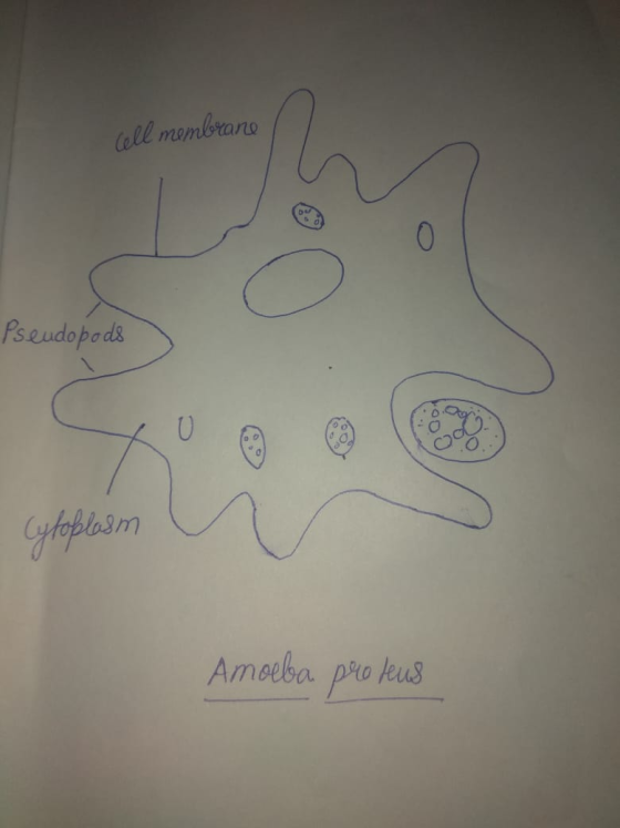 cell membrane Pseudopods Cytoplasm Amoeba proleus