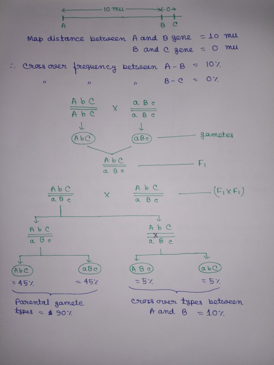 10 mu т о с А map distance between A and B gene B and C gene -10 mu .. Crossover frequency between A-B = 10%. 1 O7. В- с - а