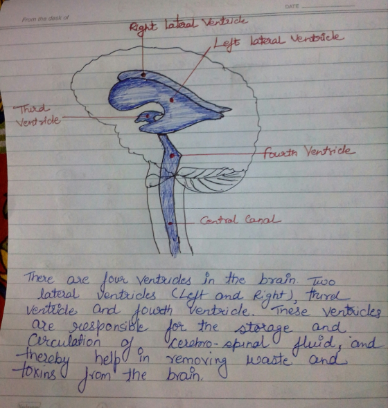 DATE From the desk of Lefts lateral verbele Thoe ase lour Ventrudes in the brain o e espons Circulation.. -Scechno-e n removi
