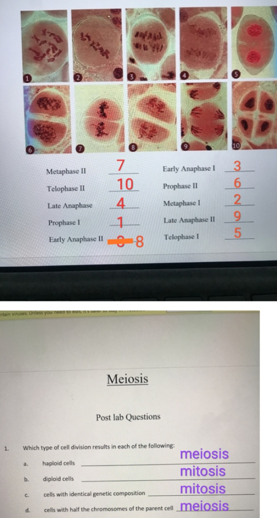 8 10 Early Anaphase 1 3 Prophase II 7. Metaphase II 10 Telophase II Late Anaphase 4 Prophase 1 1 Early Anaphase Ilo 8 oddol M