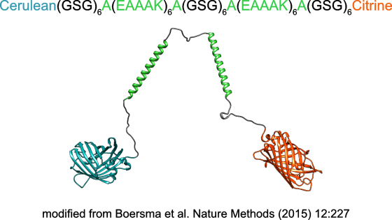 Cerulean(GSG) AEAAAR) A{GSG) AEAAAR)A(GSG), Citrine M modified from Boersma et al. Nature Methods (2015) 12:227