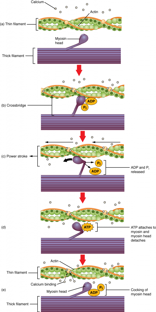 Calcium Actino a) Thin filament Myosin- head Thick filament - ADP (b) Crossbridge (c) Power stroke + ADP ADP and P released (