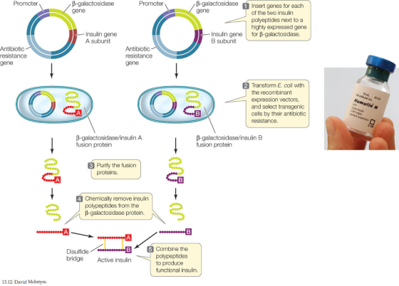B-galactosidase gene B-galactosidase 1Insert genes for each gene Promoter Promoter of the two insulin polyeptides next to a highly expressed gene Insulin gene for ß-galactosidase Insulin gene A subunit B subunit Antibiotic resistance gene Antibiotic resistance gene Transform E. coli with the recombinant expression vectors and select transgenic cells by their antibiotic resistance B-galactosidase/insulin A fusion protein B-galactosidase/insulin B fusion protein Purify the fusion proteins Chemically remove insulin polypeptides from the p-galactosidase protein DisulfideB bridge Active insulin Combine the polypeptides to produce functional insulin. 13.12: David Mclntyre.
