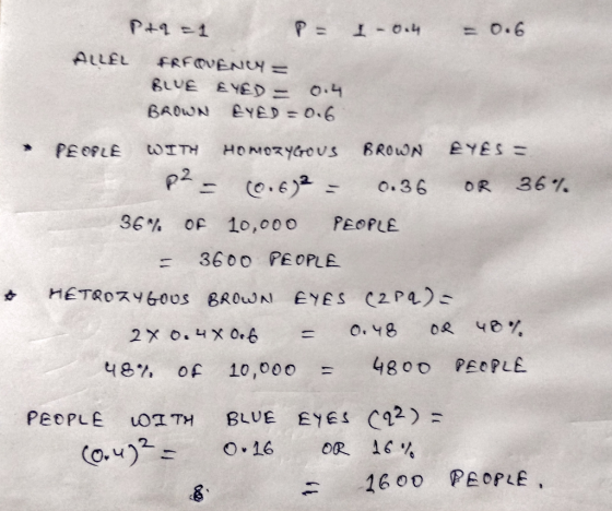 I -0.4 = 0.6 Ptq=1 P = ALLEL FRFOVENCY = BLUE EYED - 0.4 BROWN EYED = 0.6 • PEOPLE WITH HOMOZYGOUS BROWN EYES = pa- (0.6)2 =
