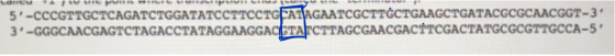5-CCCGTTGCTCAGATCTGGATATCCTTCCTGCAT AGAATCGCTTGCTGAAGCTGATACGCGCAACGGT-3 3-GGGCAACGAGTCTAGACCTATAGGAAGGASTA TCTTAGCGAACGACT
