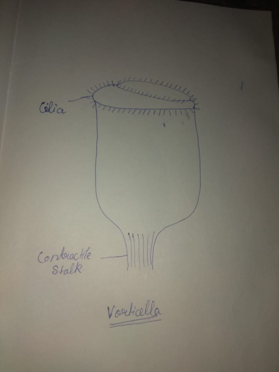 Celia Contractile Stalk Vorticella