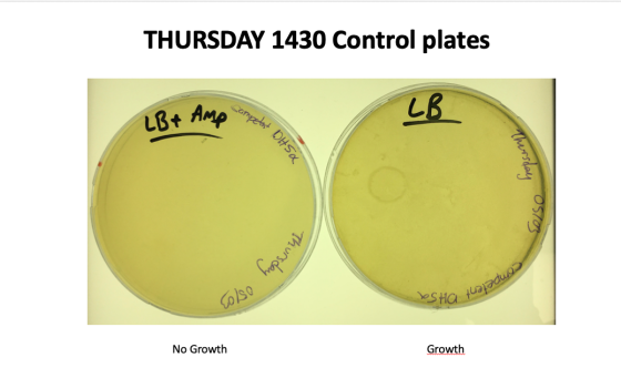 THURSDAY 1430 Control plates competent OH LB + Amp Emperor Thursday Eelso fropsunul Eolso Astia tua sadu, No Growth Growth