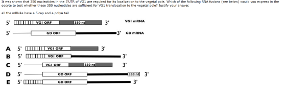 It was shown that 350 nucleotides in the 3UTR of VG1 are required for its localization to the vegetal pole. Which of the fol