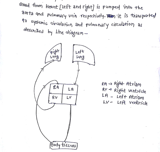 aiod. fom Hevt [ieft and right is pumpe he aorta qnd pulmanary vein to respo tively.砌:it is trahs porte systemic circulation and pul.柏ndrycirculation as olescnibeal by Le oliadram- Left Lung RA LA Rv * Right ventHcle LA Left Atriam Lv- Left ventricle RV LV BocM t)SS4es