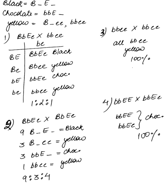 Black = B-E- Chocolate = bbE - elio - В- ее Бbe 1) ВЬЕ, x Бb се Тbe BE Bb Ee Black @bее «шид 3) bbee X obce ол Б6 се ко (of.