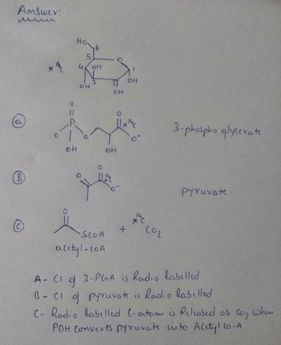 Answer: HO OH OH OH o n line para ofrecer 3-phospho glycevate OH OH Pyruvate. * + Cd SCOA con acetyl-CoA A-C1 g 3-PGA is Radi