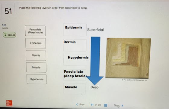 Place the following layers in order from superficial to deep 1.66 points Epidermis Fascia lata (Deep fascia) Superficial 2 00