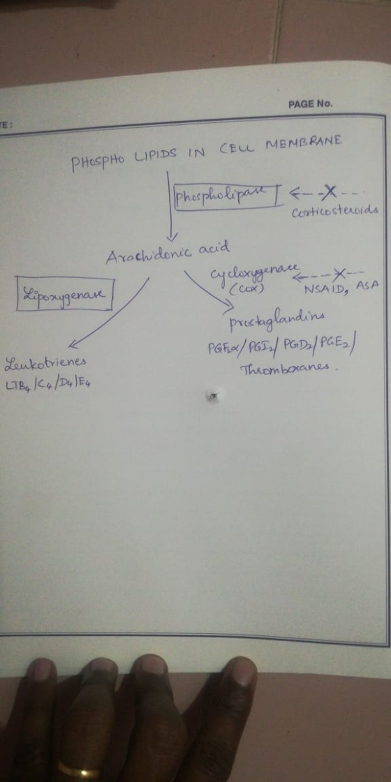PAGE No. TE: CELL MEMBRANE PHOSPHO LIPIDS IN Phospholipase --X-.. Corticosteroids Arachidonic acid | Хіреузелам cycloxygenace