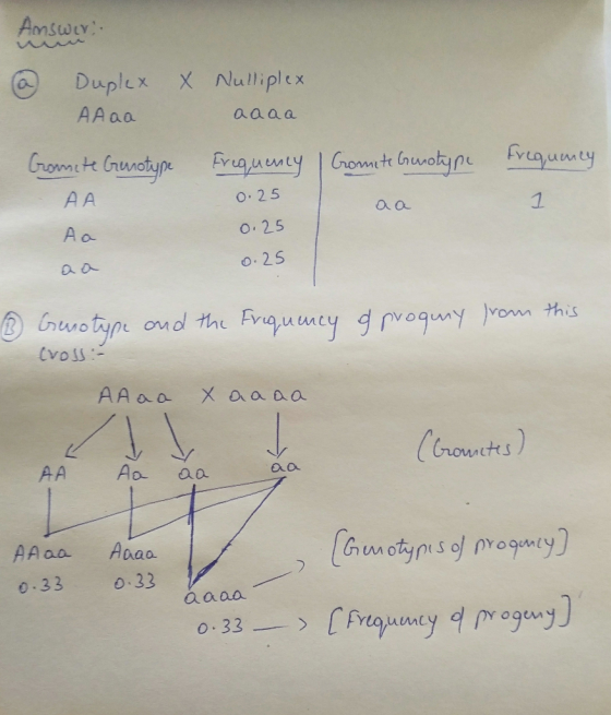 Amswer @ X Nulliplex Duplex AAaa aaaa Frequency | Cromete Genotype Frequency Comite Genotype AA 0.25 a a 0.25 0.25 ③ Genotype