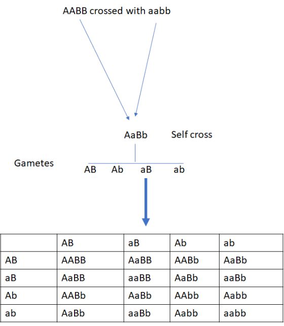AABB crossed with aabb AaBb Self cross Gametes AB Ab aB ab AB ав Ab ab АВ AABB АавB AABb AaBb ав АаВВ аавB AaBb aaBb Ab AABb