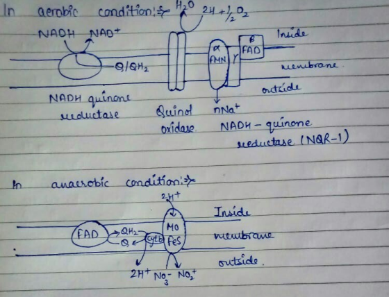In aerobic condtion 2. FAD NADH quinont oxidae NAOH- quinone. 干