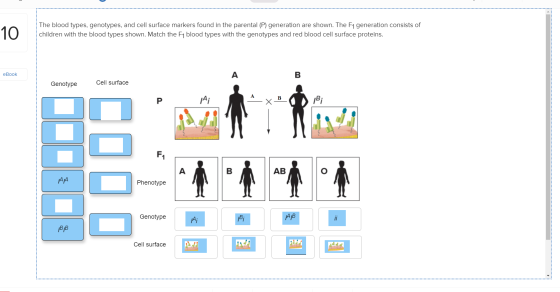 10 The blood types, genotypes, and cell surface markers found in the parental (P) generation are shown. The F1 generation con