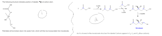 The following structure indicates position of labe