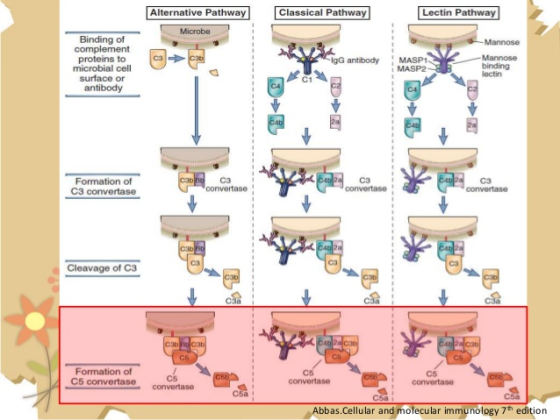 Alternative Pathway Classical Pathway Lectin Pathway Microbe -Mannose AlgG antibody Binding of complement proteins to microbi