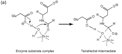 Are the following examples of general acid/base ca