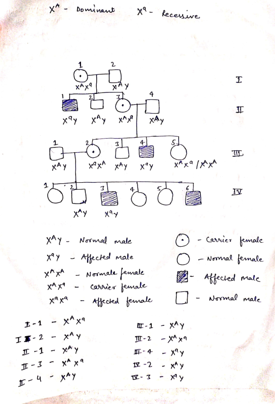 XA Dominant xa - Recessive 2. T ХАх XAY 4 2. Ц. ху XAy х XAY 1 2 3 ІІ. хА у xxA XAY ху x*x* [x- 1 1 4 6 IV ху xay Carrier fem