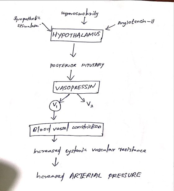 8ym parthet Stnnlate Angiotensin- HYPOTHALAMUS POSTERIOR PI1TUTARY VASOPRESSIN elood vasse constickion hereased sysem vagcufa
