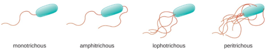 monotrichous monotrichous amphitrichous Tophotrichous peritrichous