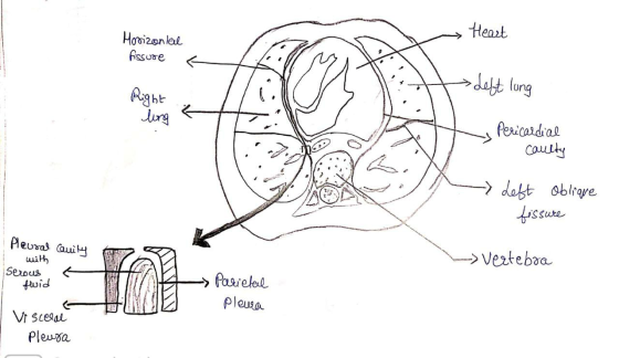 Horizontal • Heart fissure - Left long Right long As Pericardial caulty - Left oblique fissure Pleural Canity Secouse T with