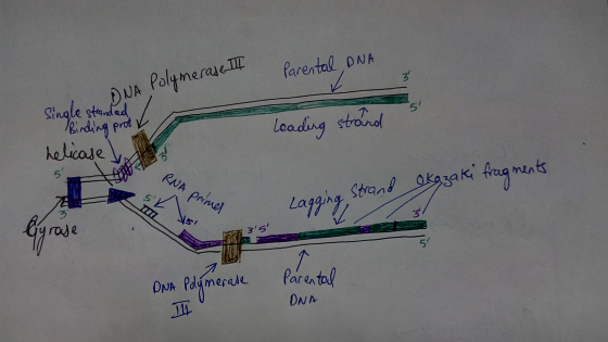 Parental, DNA 3 Singleinca ded Single DNA Polymerase II Binding prot leading strand helicase de RNA primer 55 Ing. Strand Oka