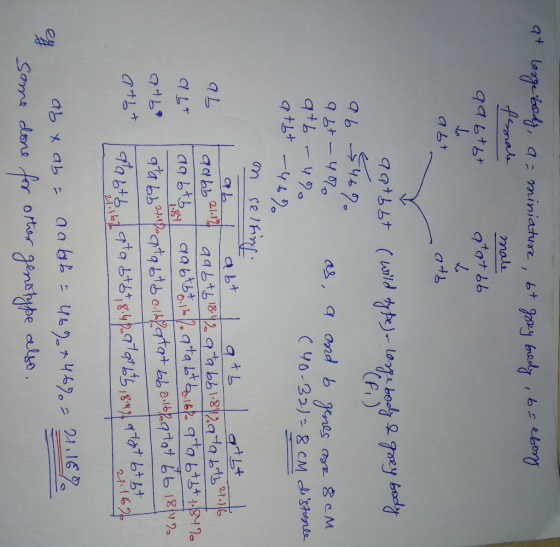 at large body, a = miniature, bt grey bedy , b = ebony fsnate qa6tot male atat bb abt ath (F ) aatbbt (wild type) - Lorge bod