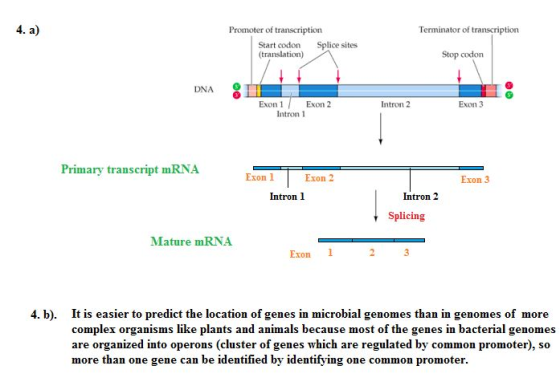 Promoter of transcription Terminator of transcription Start codon (translation) Splice sites Stop codon DNA Exon 1 Exon 2 Int