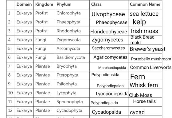 Domain Kingdom Phylum Class Common Name Eukarya Protist Chlorophyta Ulvophyceae sea lettuce 2 Eukarya Protist Phaeophyta Phae