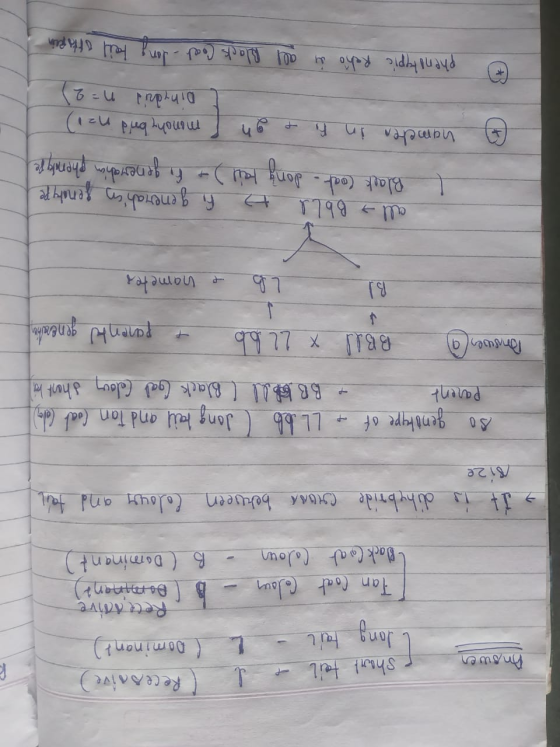 on 8 e/ s short tail & I (Recessive) I long tail - L l Dominant) Rece doive Tan Coat Color - 6 Dominant) ( Black Cat Colour -