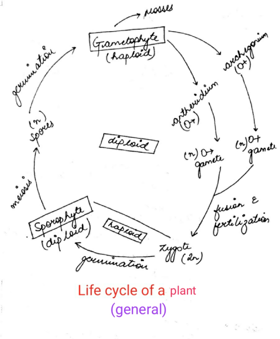 Mosses gerumnation Guametophyte (haploid) motorencideien med en gorain spores diploid (njot جو (ه) gamete gamete mecosis E fu