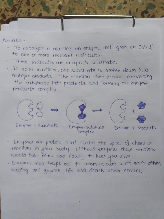 Answers - To catalyze a reaction an enzyme will grab on Chind) to one or more reactant molecules. These molecules are enzyme