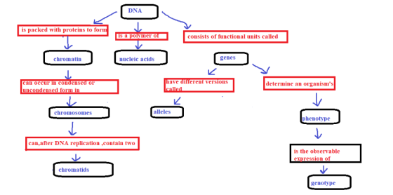 DNA DNA is packed with proteins to form is a polymer of consists of functional units called chromatin chromatin nucleic acids