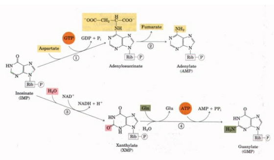 TOOC–CH, COO- NH YN Fumarate NH PN N GTP GDP + P N > Aspartate NN Rib-P Rib-P Adenylosuccinate Adenylate CAMP) Rib-P HO Inosi