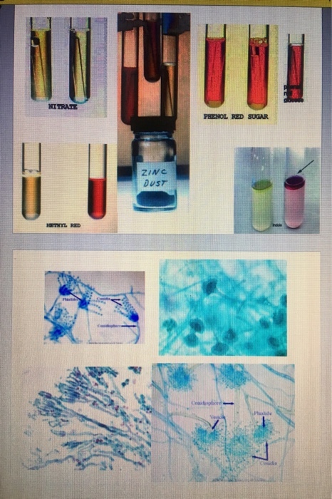 NITRAIE PHENOL RED SUGAR DUST