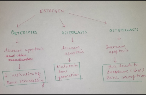 ESTROGEN 0ςτεύτες OSTEOBLAST S OSTECLASTS deveare apoptocis deveare gncrease a poptosis Qaeod oebcur apoptsis Maintain thuis