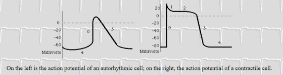 20N 20 -40 -60 Millivolts -20 -40 -60 -80 Millivolt:s On the left is the action potential of an autorhythmic cell; on the rig