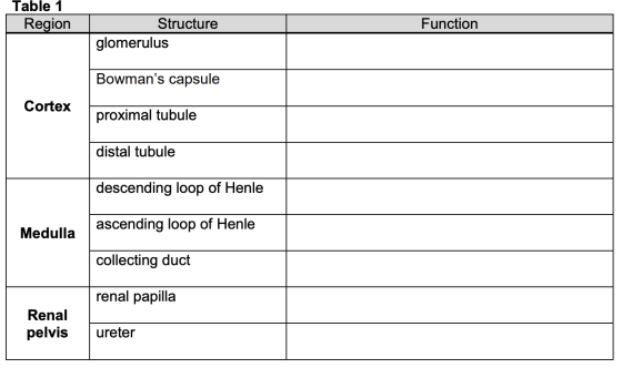 Table 1 Region Function Structure glomerulus Bowmans capsule Cortex proximal tubule distal tubule descending loop of Henle a