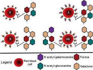 AB N ac Fucose Legend Red blood cel N ac Galactose