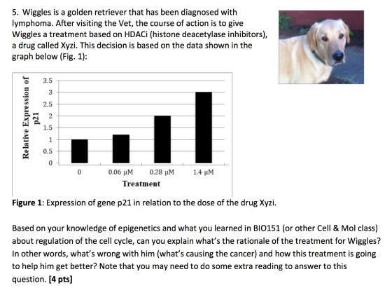 5. Wiggles is a golden retriever that has been diagnosed with lymphoma. After visiting the Vet, the course of action is to gi