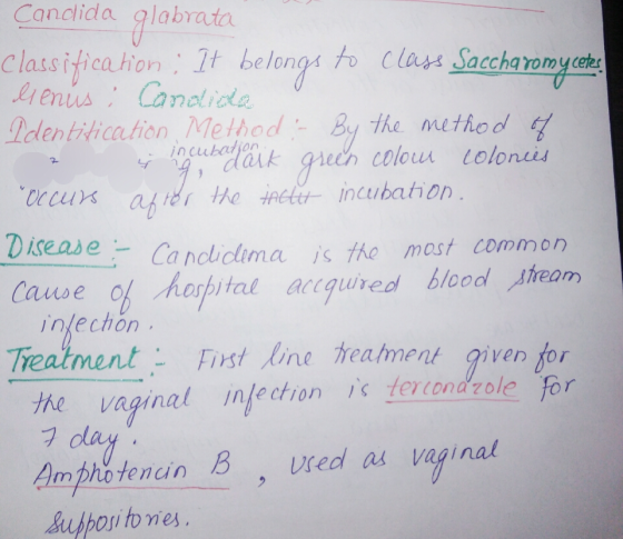 Candida glabrata classificahom, It belongs cun Saccharomyceer den titicaion d- By the nutno d curs ater he Rincubahon Ca nc