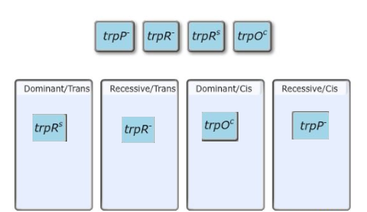 Dominant/TransRecessive/Trans Dominant/Cis Recessive/Cis trpRS trpR trpo trpP